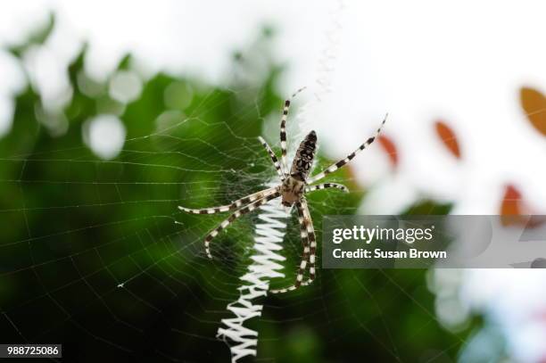 zipper spider - orb weaver spider bildbanksfoton och bilder