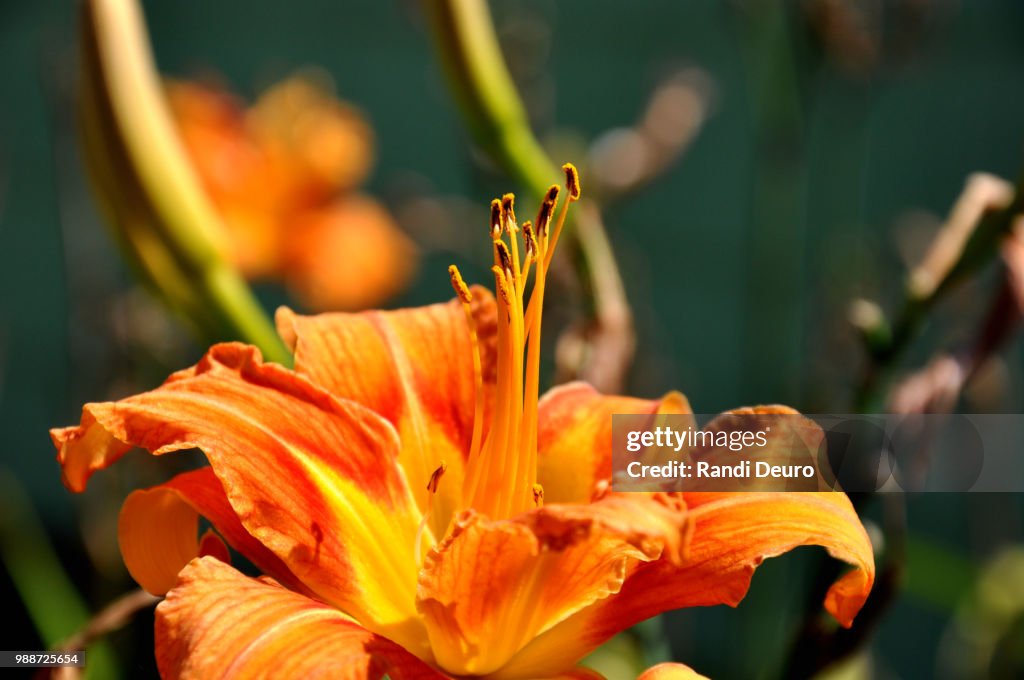 Orange Tiger Lily