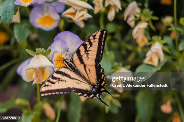 butterfly - eastern tiger swallowtail stock pictures, royalty-free photos & images