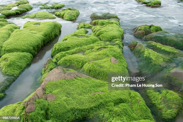 mossy rocky beach at sunrise in phan rang, vietnam - phan rang stock pictures, royalty-free photos & images