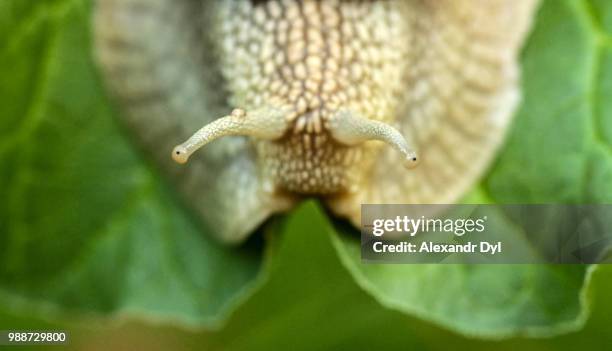 breakfast - garden snail stock pictures, royalty-free photos & images