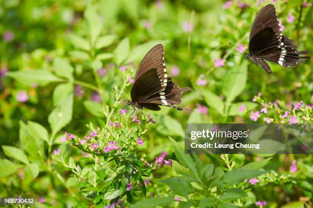 better together - chasing in the garden - chasing butterflies stock pictures, royalty-free photos & images