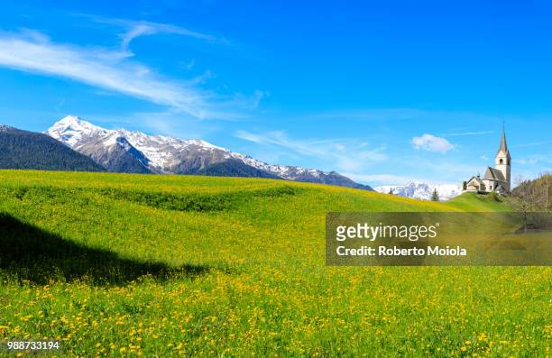 panoramic of valley covered with yellow flowers, schmitten, district of albula, canton of graubunden, switzerland, europe - graubunden canton fotografías e imágenes de stock