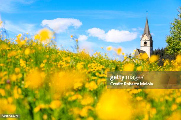 blooming of yellow flowers around the alpine church of schmitten, district of albula, canton of graubunden, switzerland, europe - graubunden canton fotografías e imágenes de stock