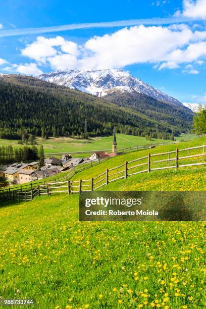 alpine village of s-chanf surrounded by green meadows in spring, canton of graubunden, maloja region, switzerland, europe - graubunden canton stock-fotos und bilder