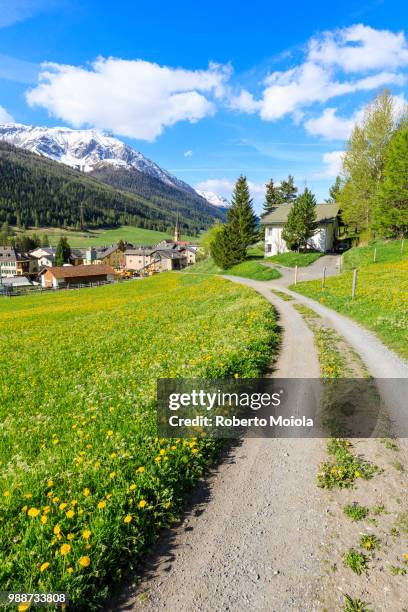 alpine village of s-chanf surrounded by green meadows in spring, canton of graubunden, maloja region, switzerland, europe - graubunden canton stock-fotos und bilder