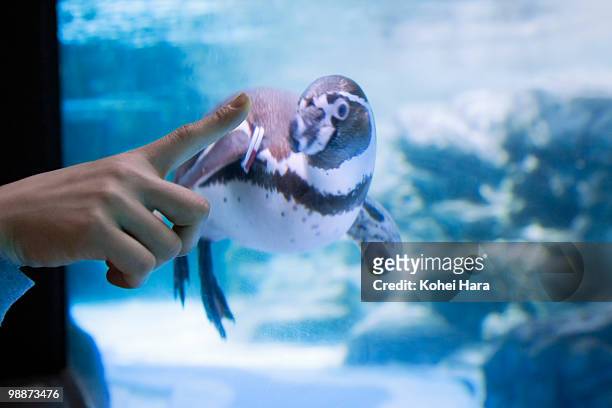 a woman and a penguin at aquarium - japan penguin stock-fotos und bilder
