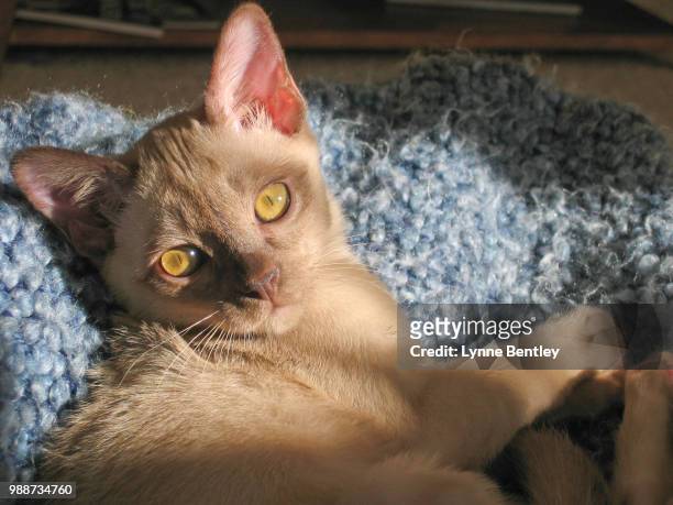 chocolate burmese kitten on blanket - burmese cat stock-fotos und bilder