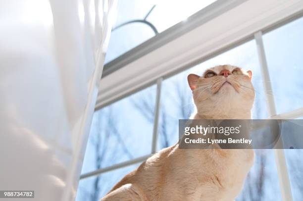red european burmese cat in a window looking up - burmese cat stock-fotos und bilder