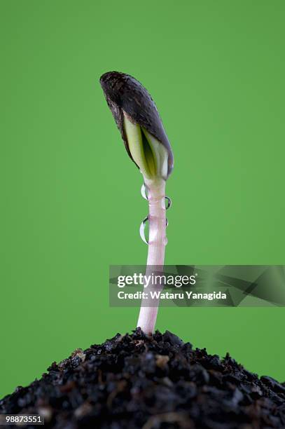 104 Apple Tree Seedling Stock Photos, High-Res Pictures, and Images ...