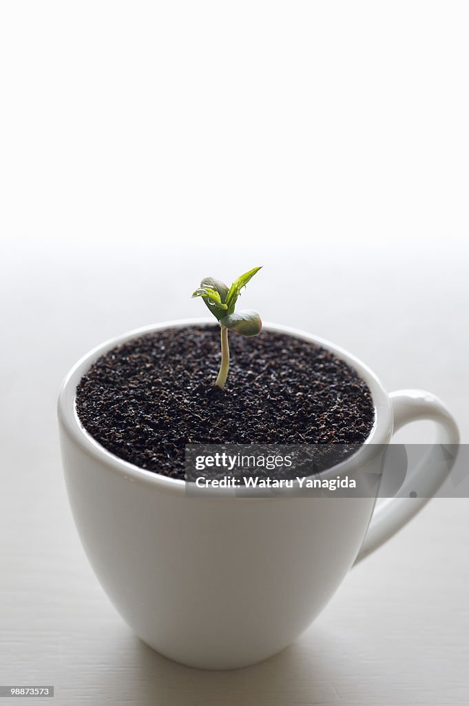 Apple seedling in cup