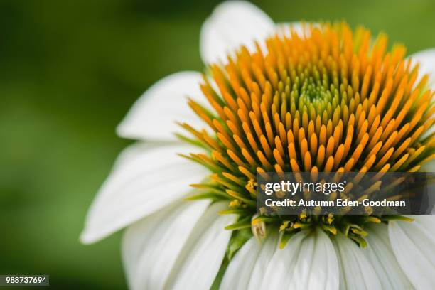 white cone flower - goodman stock pictures, royalty-free photos & images