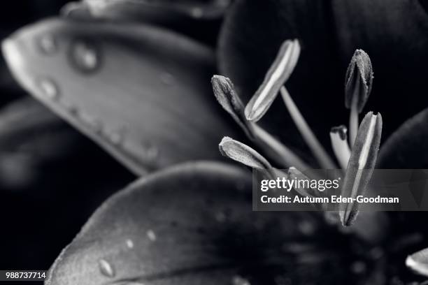 rainy day lily - goodman stock pictures, royalty-free photos & images