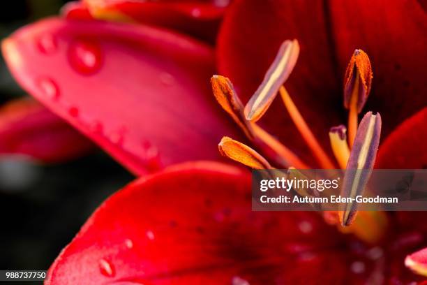 day lily - goodman stock pictures, royalty-free photos & images