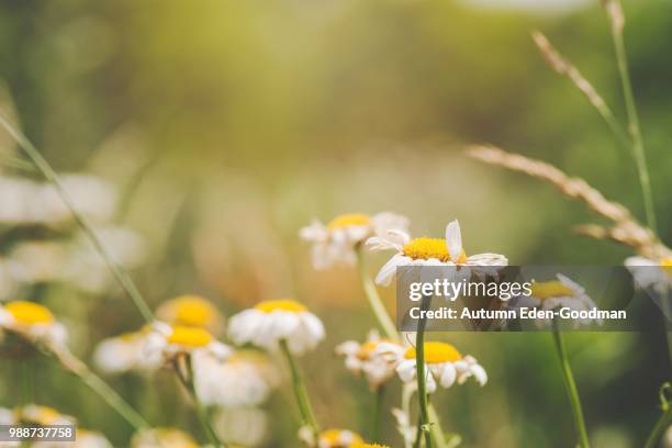 field of sunshine - goodman stock pictures, royalty-free photos & images