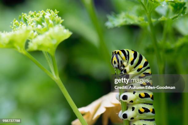 very hungry caterpillar - goodman stock pictures, royalty-free photos & images