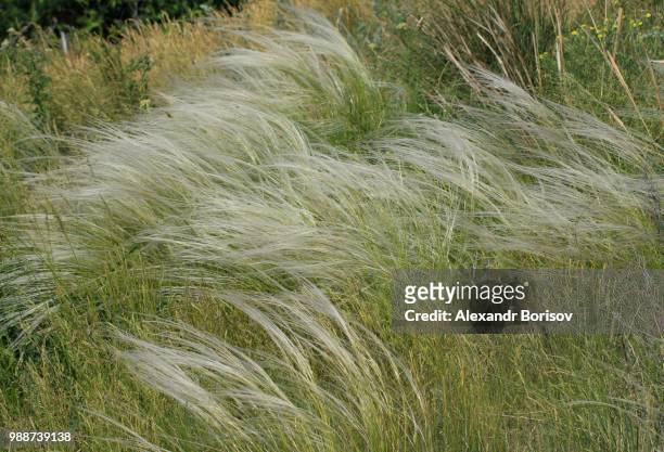 stipa - stipa stock pictures, royalty-free photos & images