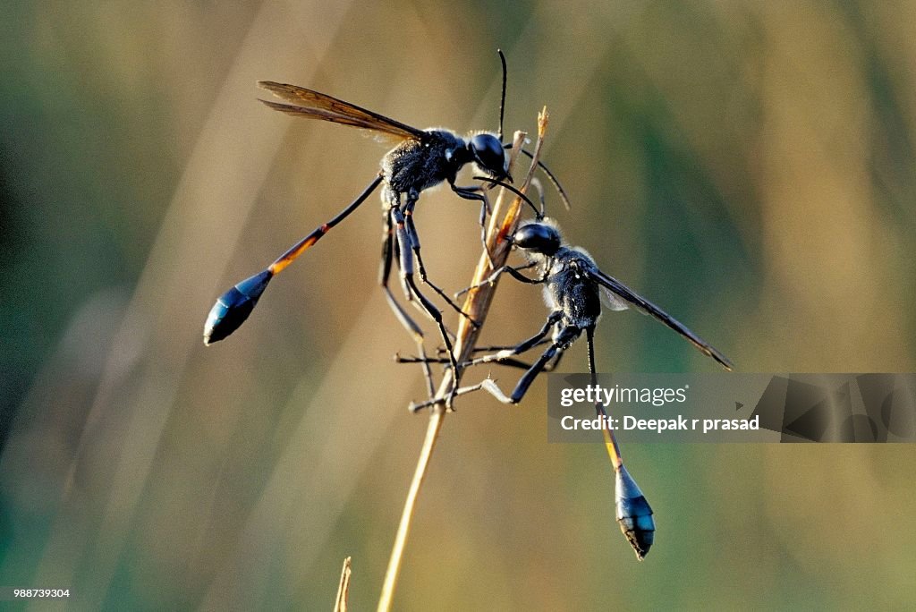 Thread-waisted Wasps