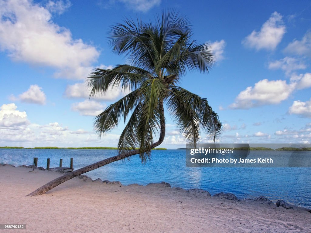 A palm tree grows at an angle framing both the sandy beach and quiet waters of Florida Bay.