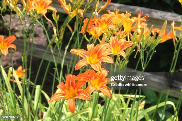 daylilies - amore stock pictures, royalty-free photos & images