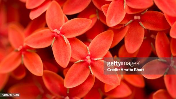 beautify red flowers! - amrita stock pictures, royalty-free photos & images