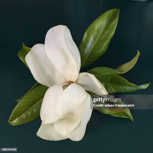 magnolia blossom - magnolia flower stock-fotos und bilder