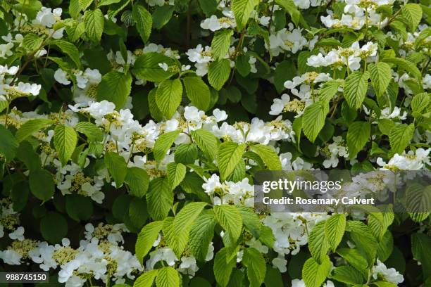 viburnum tomentosum blossom filling frame. - haslemere stock pictures, royalty-free photos & images