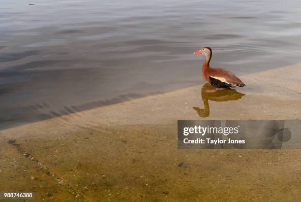 bird in pond, hermann park - hermann park stock pictures, royalty-free photos & images