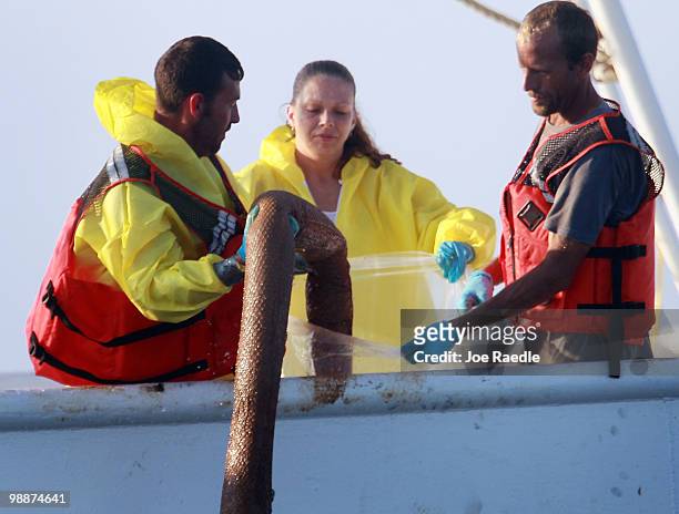 Workers on a shrimp boat haul in oil soaked containment booms as they are used with absorption pads to collect the oil on the surface of the water...