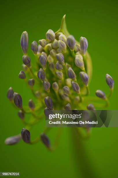 agapanthus - medici stock pictures, royalty-free photos & images