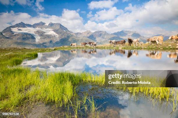 cows grazing on green pastures surrounding the alpine lake, val bugliet, canton of graubunden, engadine, switzerland, europe - graubunden canton stock-fotos und bilder