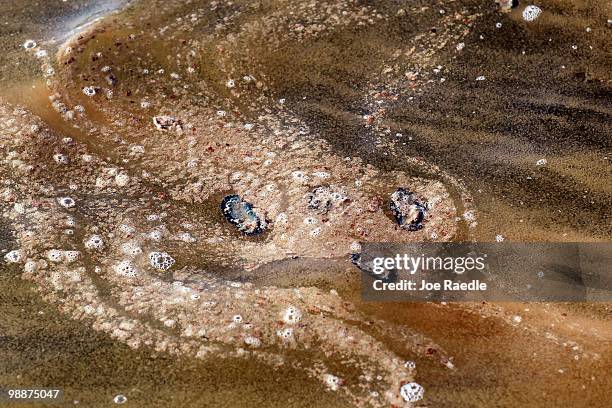 Dead Man-o-War are seen in an oil slick from the massive spill on May 5, 2010 in Breton and Chandeleur sounds off the coast of Louisiana. Oil is...