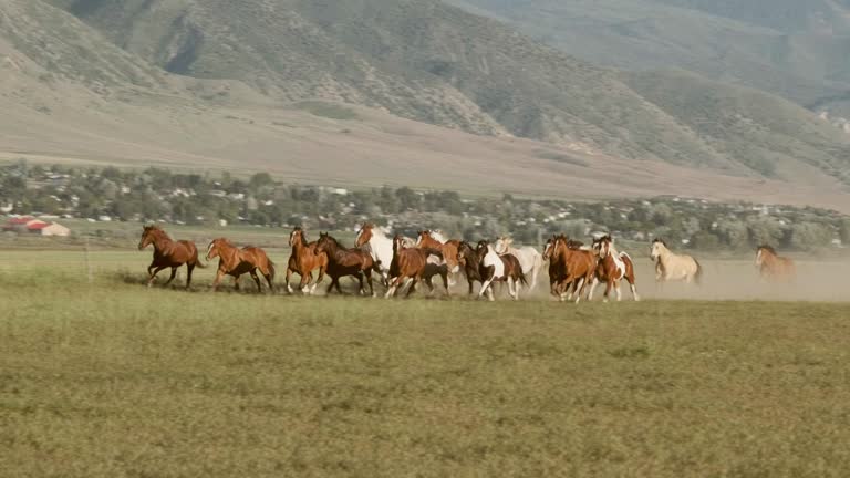 Stampede Run 288 Horse Stampede Stock Videos, Footage, & 4K Video Clips - Getty Images