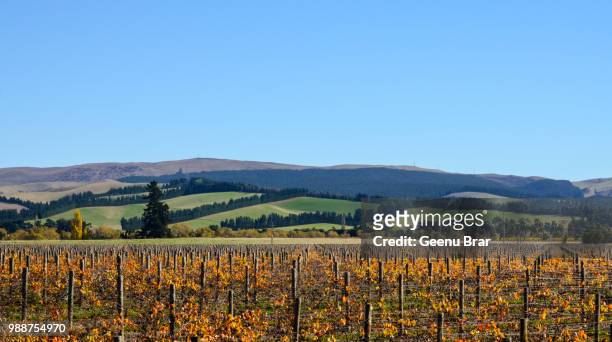 autumn in marlborough - bror stock pictures, royalty-free photos & images