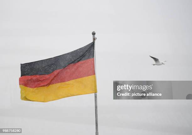 Seagull flying past a German flag along the shore of the Rhine in Bingen, Germany, 10 December 2017. Heavy snow fall is providing a total snow cover...