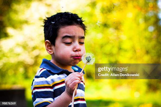 vibrant boy blowing a dandelion puff ball - surrey british columbia stock pictures, royalty-free photos & images