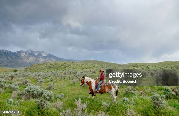 einsamer cowboy auf paint horse auf einer üppigen berg utah usa - paint horse stock-fotos und bilder