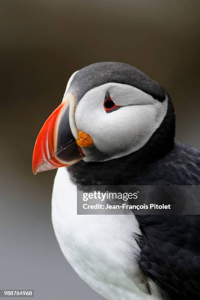 puffins - macareux - macareux stock pictures, royalty-free photos & images