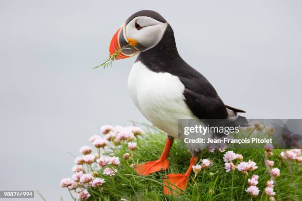 puffins - macareux - macareux stock pictures, royalty-free photos & images