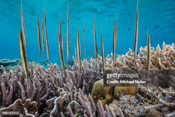 a school of razorfish (aeoliscus strigatus), suspended upside down on sebayur island, komodo national park, flores sea, indonesia, southeast asia, asia - nusa tengara oriental imagens e fotografias de stock