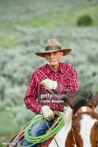 portret van senior cowboy op paard van de verf op een berg van het weelderige utah usa - pinto's stockfoto's en -beelden