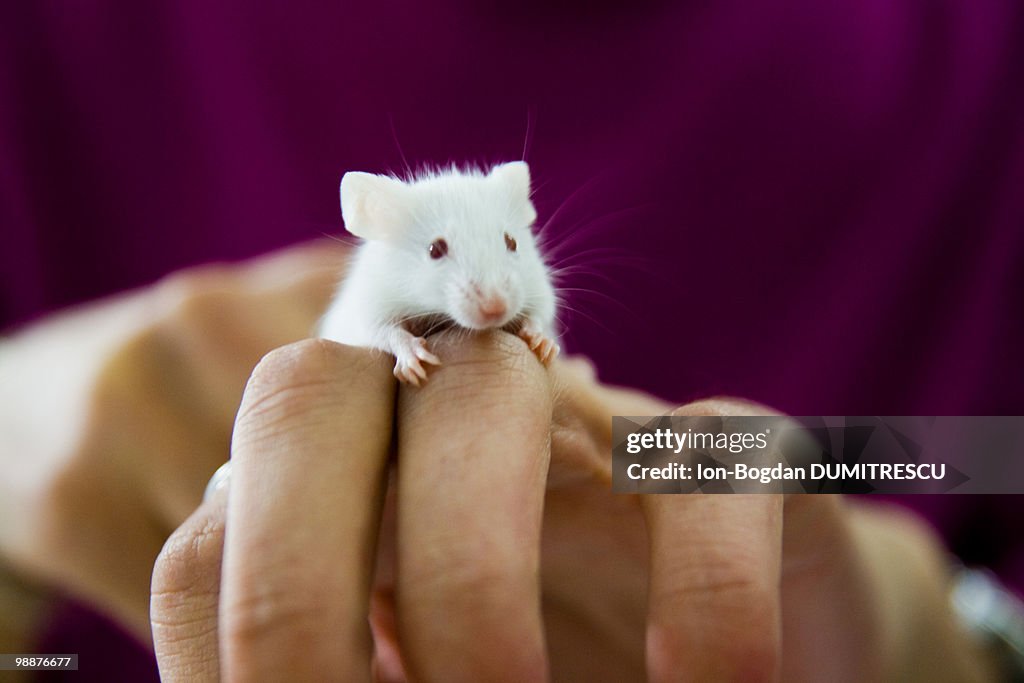 Little jerry is back