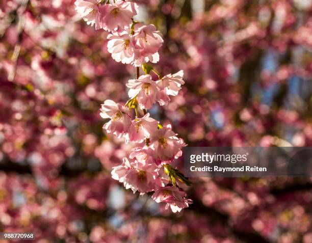 cherry blossoms - reifen stock pictures, royalty-free photos & images