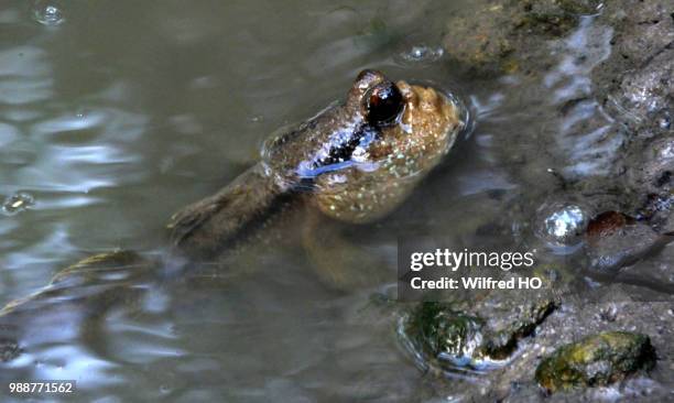 mudskipper - mudskipper stock pictures, royalty-free photos & images