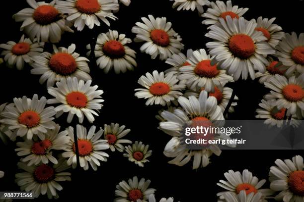 Flowersurreal High-Res Stock Photo