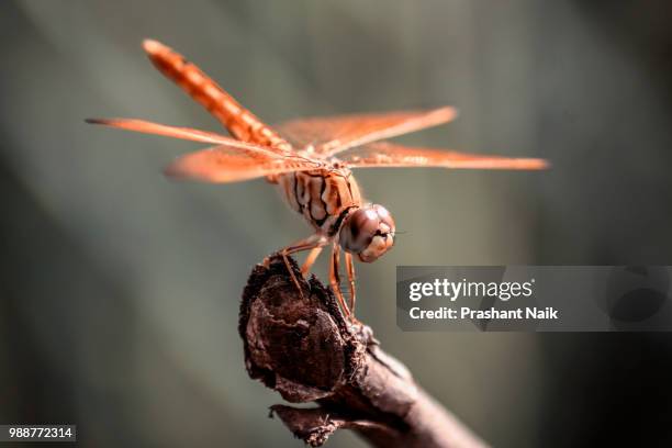 the dragonfly - libellulidae stock pictures, royalty-free photos & images