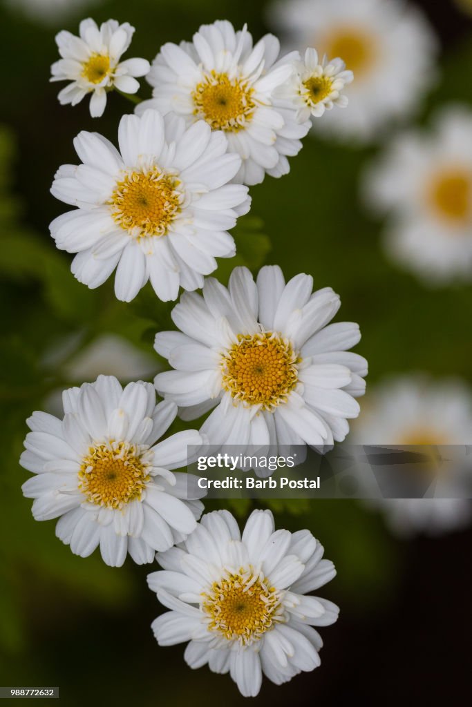 Daisy chain