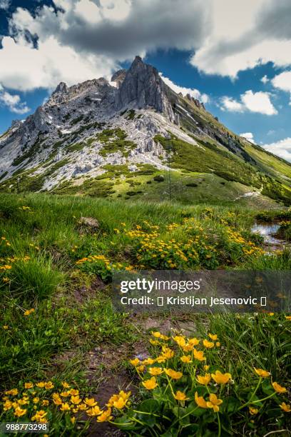 tac spitze - spitze stock pictures, royalty-free photos & images