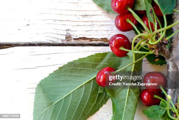 branch of cherry - bing cherry stock pictures, royalty-free photos & images