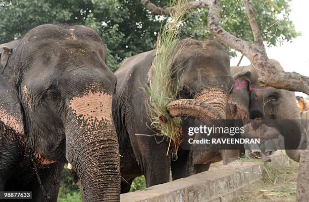 An Indian mahout sits with his elephants on the banks of the Yamuna River in New Delhi on May 6, 2010. Dozens of elephants in India's capital need a...